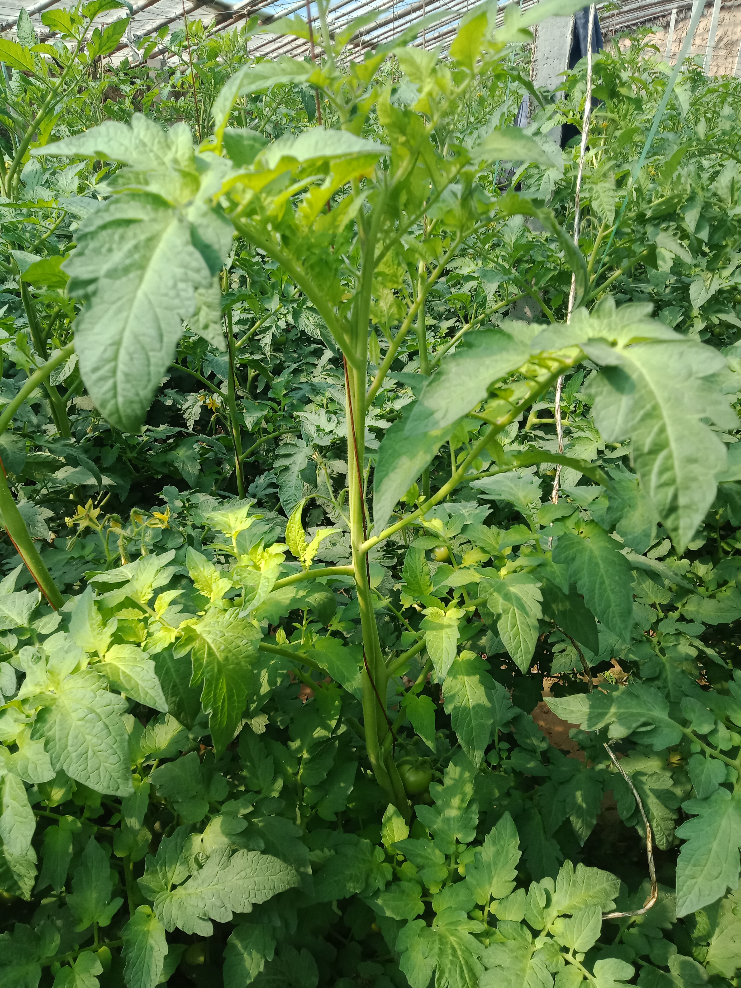 番茄叶子发黄怎么回事