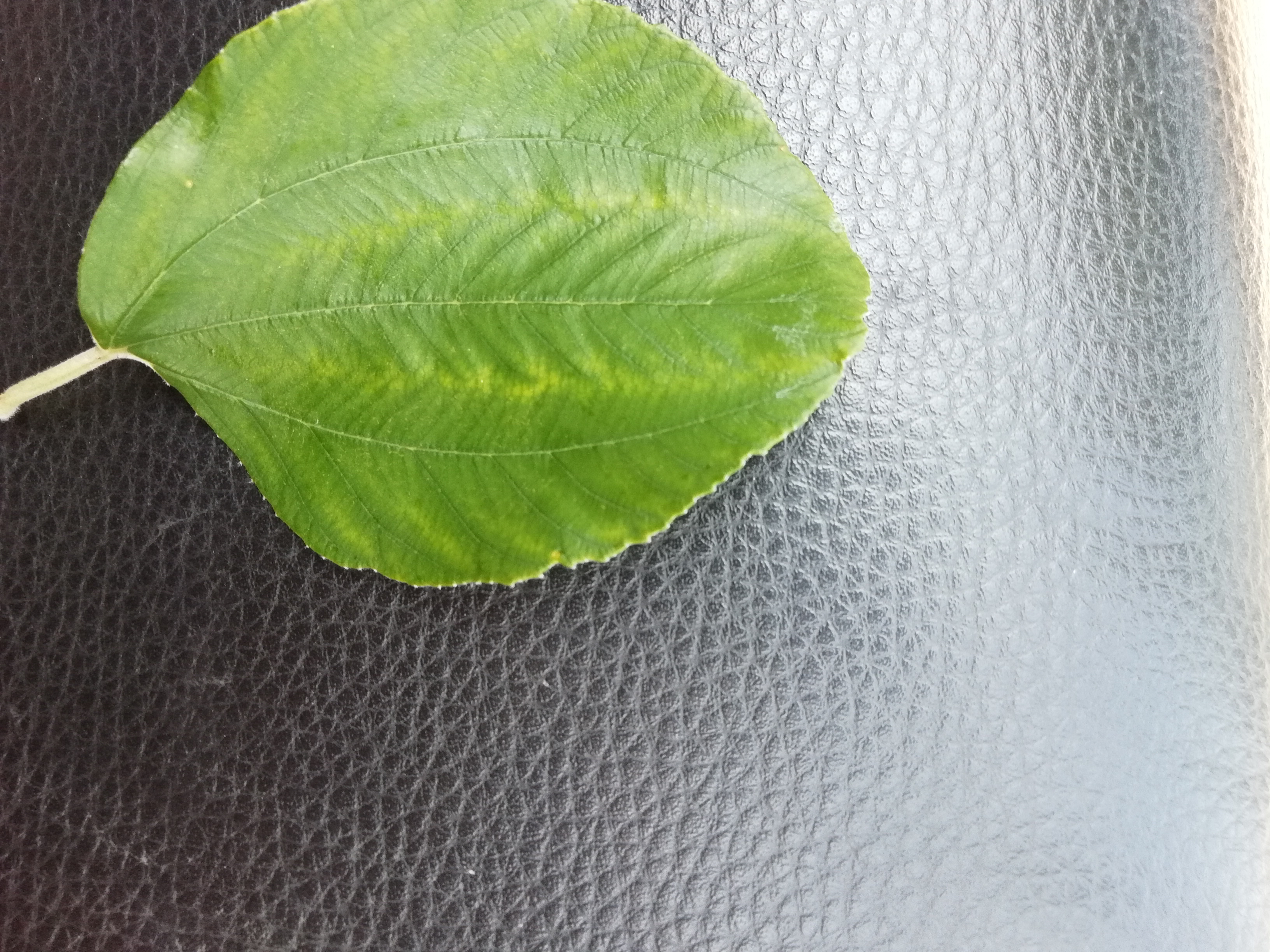 请老师帮忙看看这个青枣叶片是什么问题