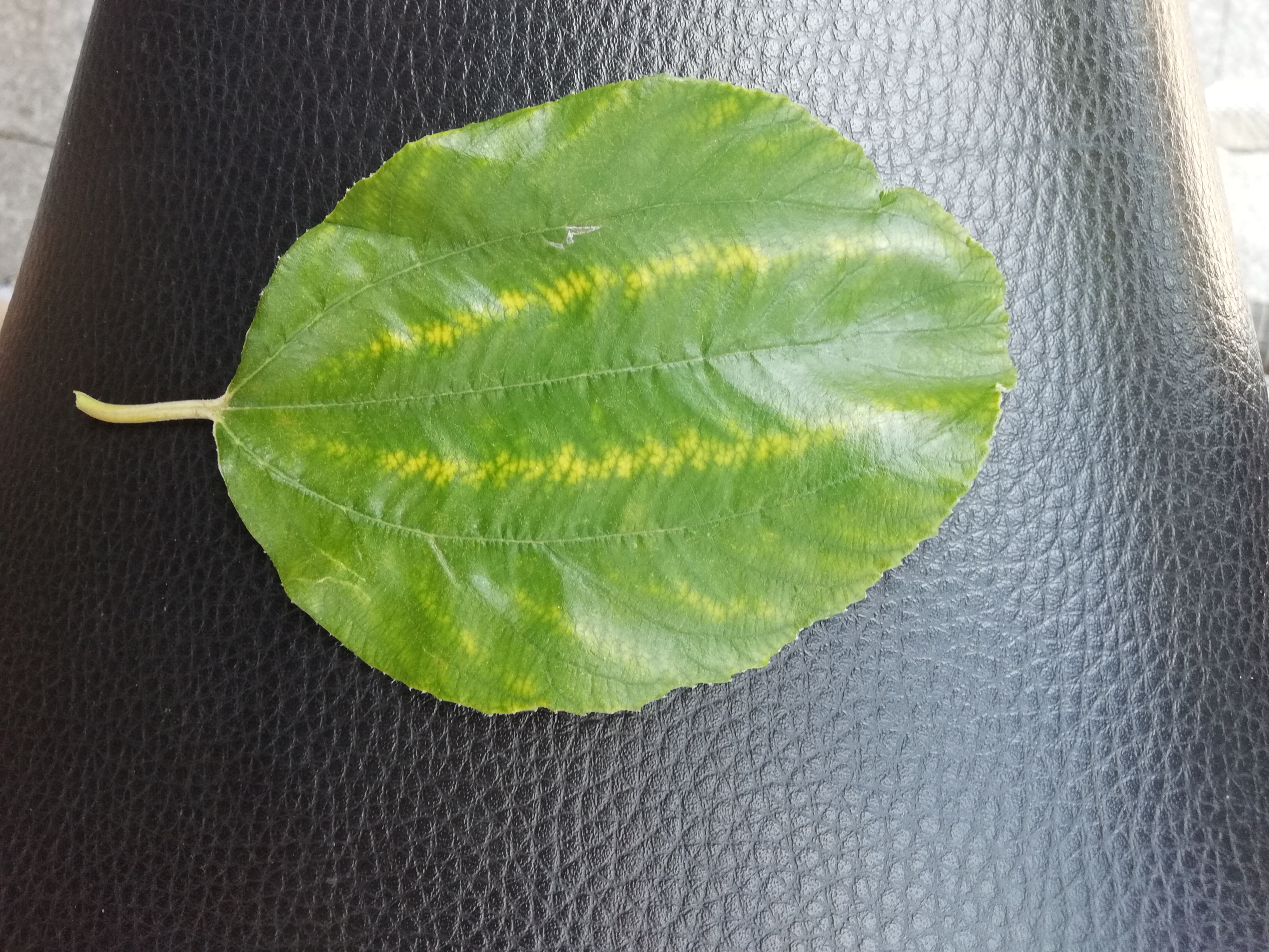 请老师帮忙看看这个青枣叶片是什么问题