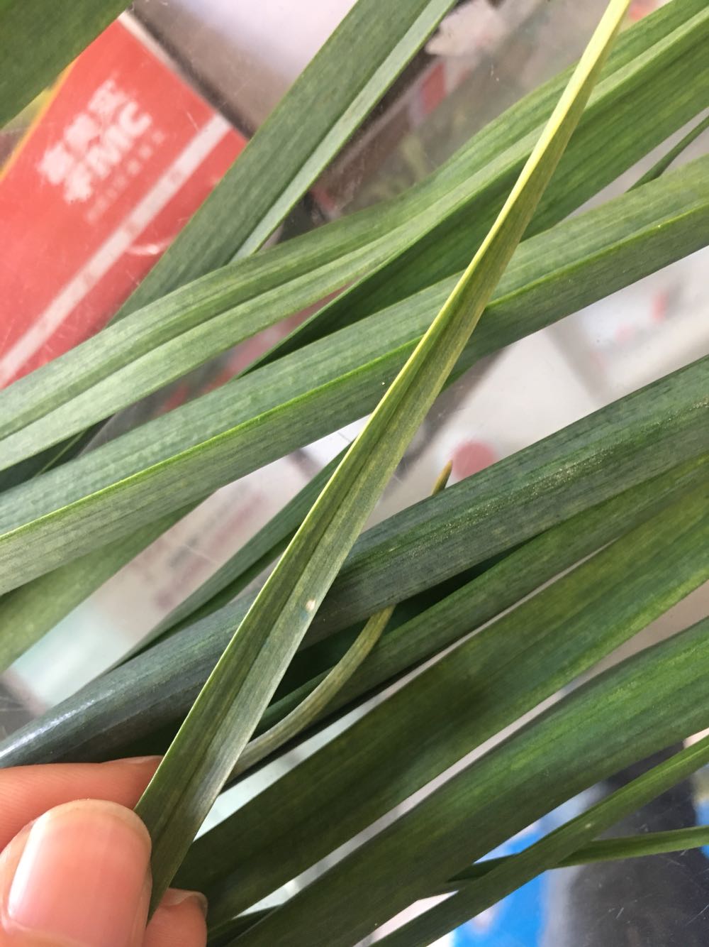 大蒜什么病害求高手给答案