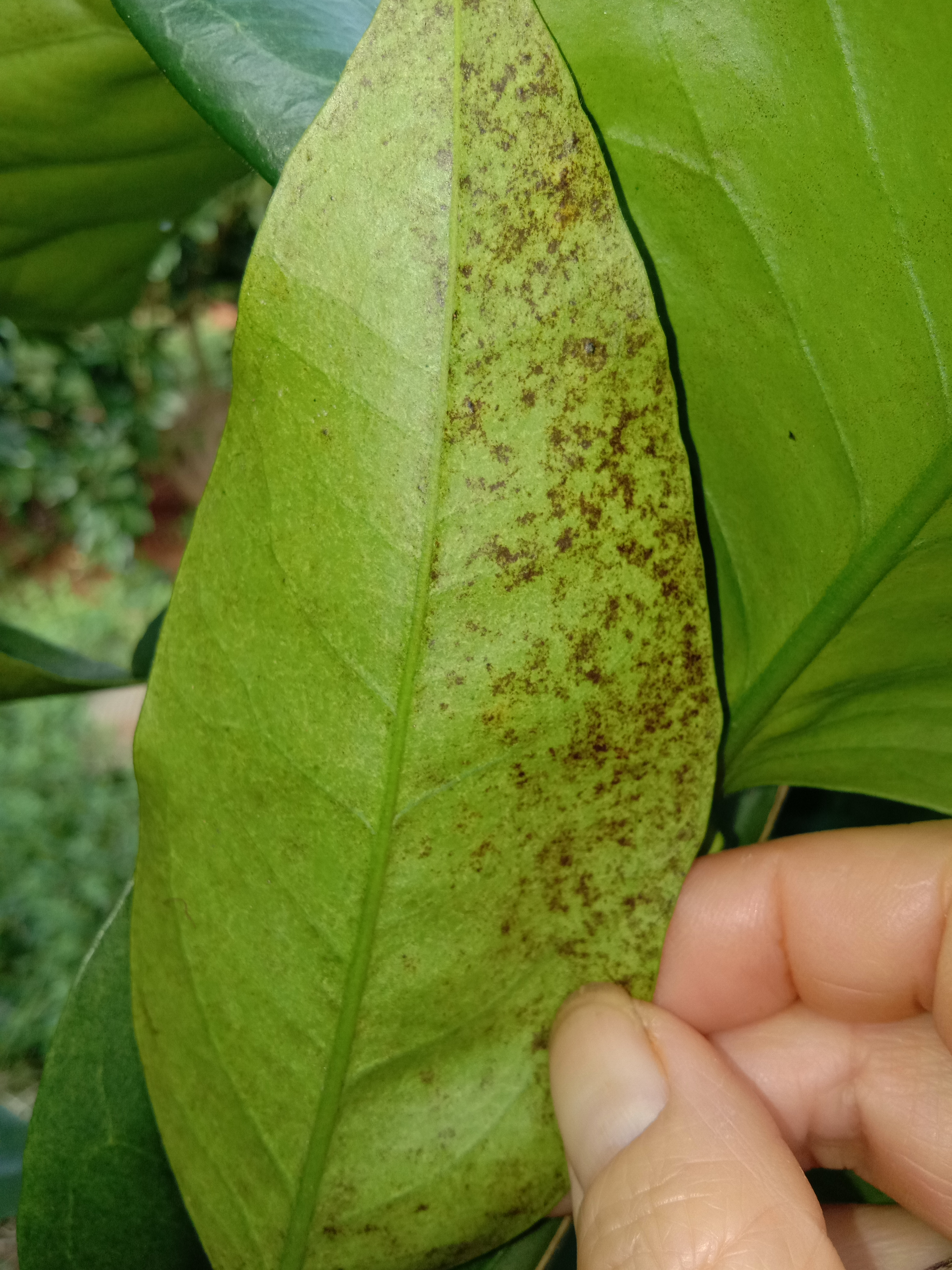 柚子叶上的黑斑