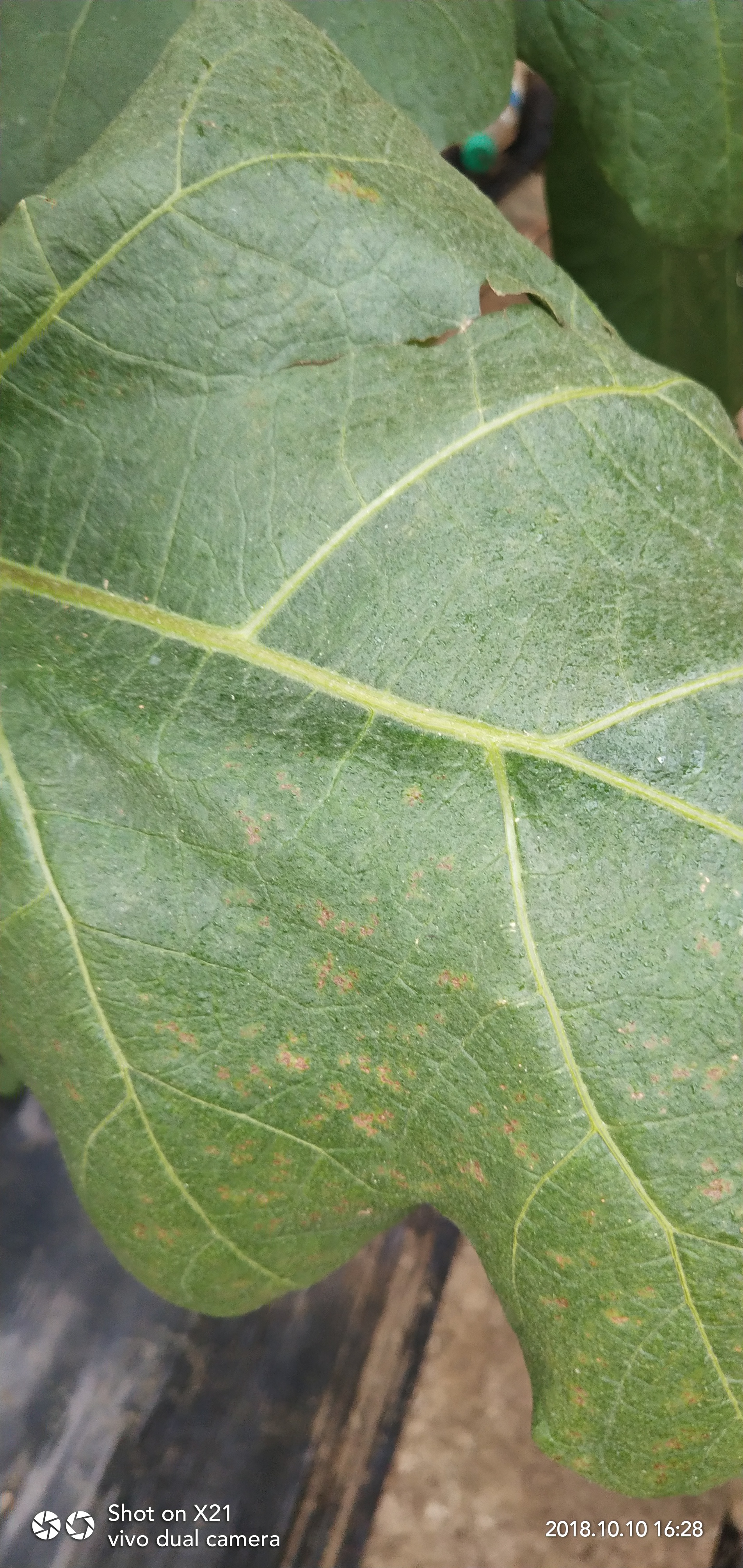 吡唑醚菌酯和丙硫唑副配出药害吗