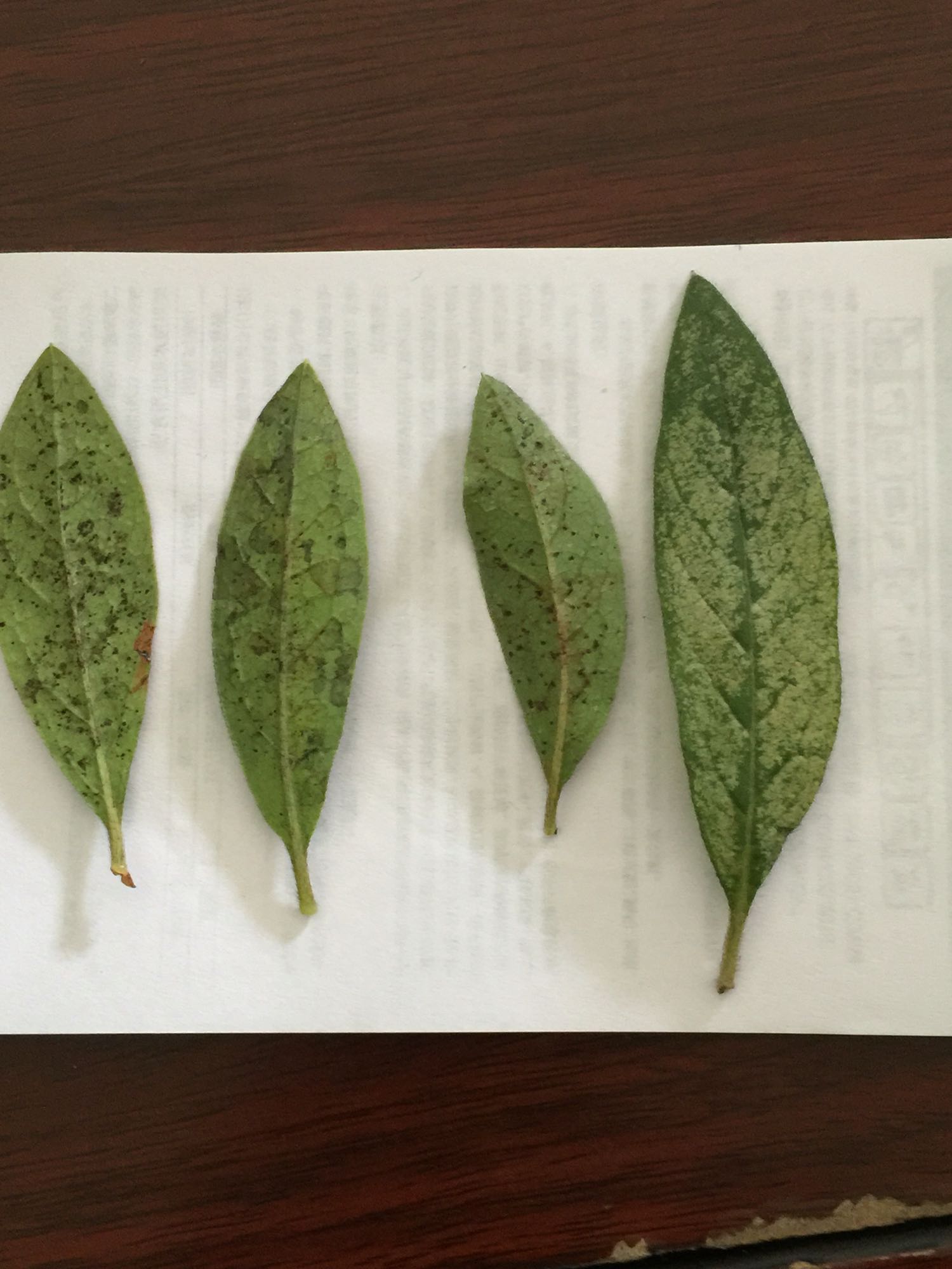 各位专家老师请问这杜鹃花是什么病虫害上部叶片完好下部叶片都这样