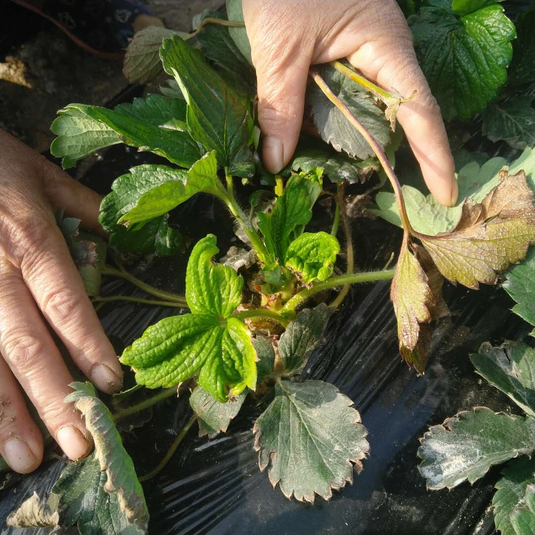 这个草莓新叶是怎么回事啊