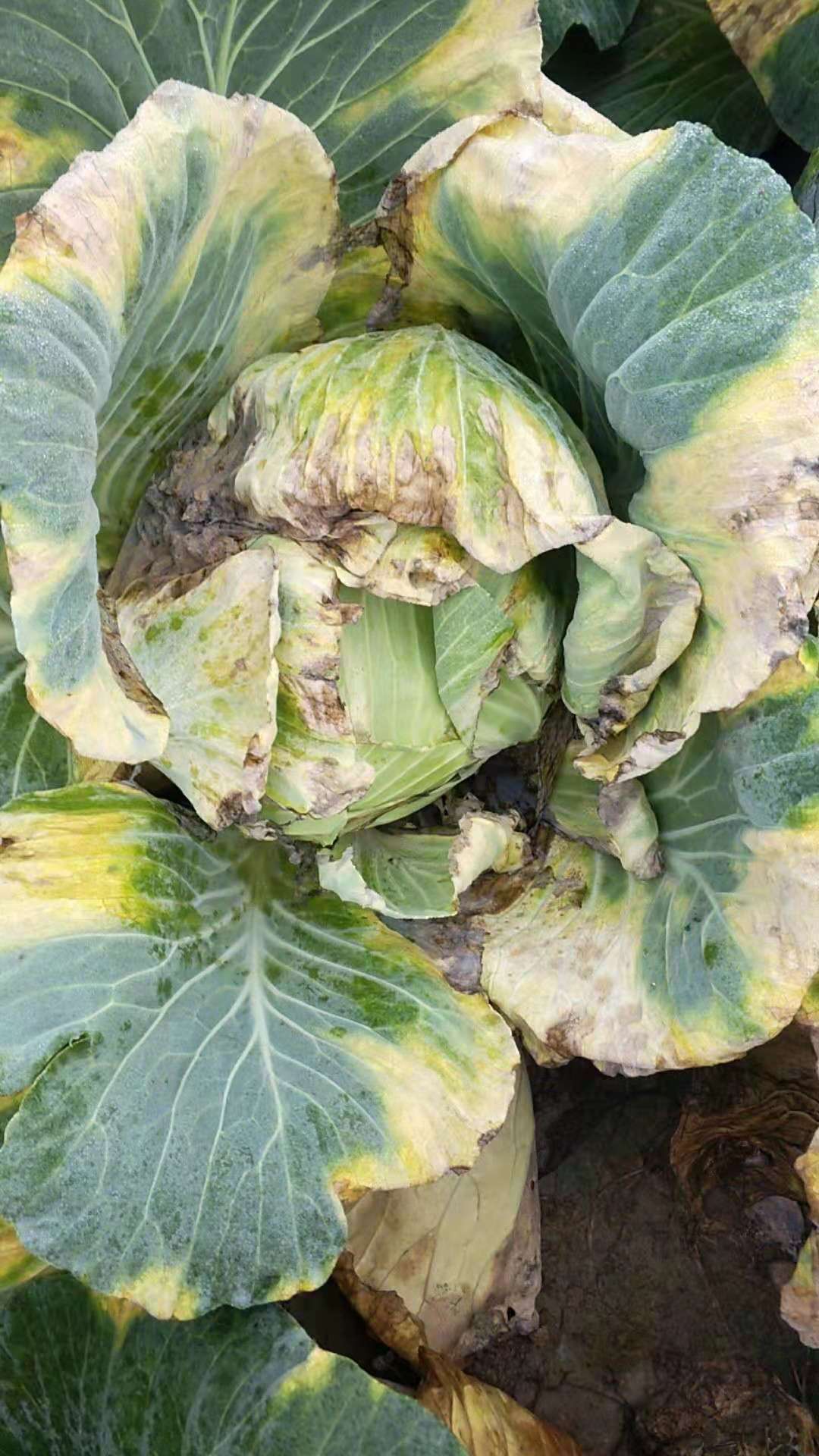 谁能解决这个问题我可以悬赏10000有本事你就出招