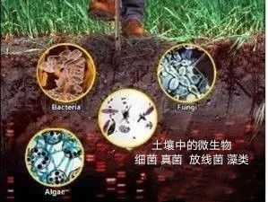 二,土壤中微生物分類