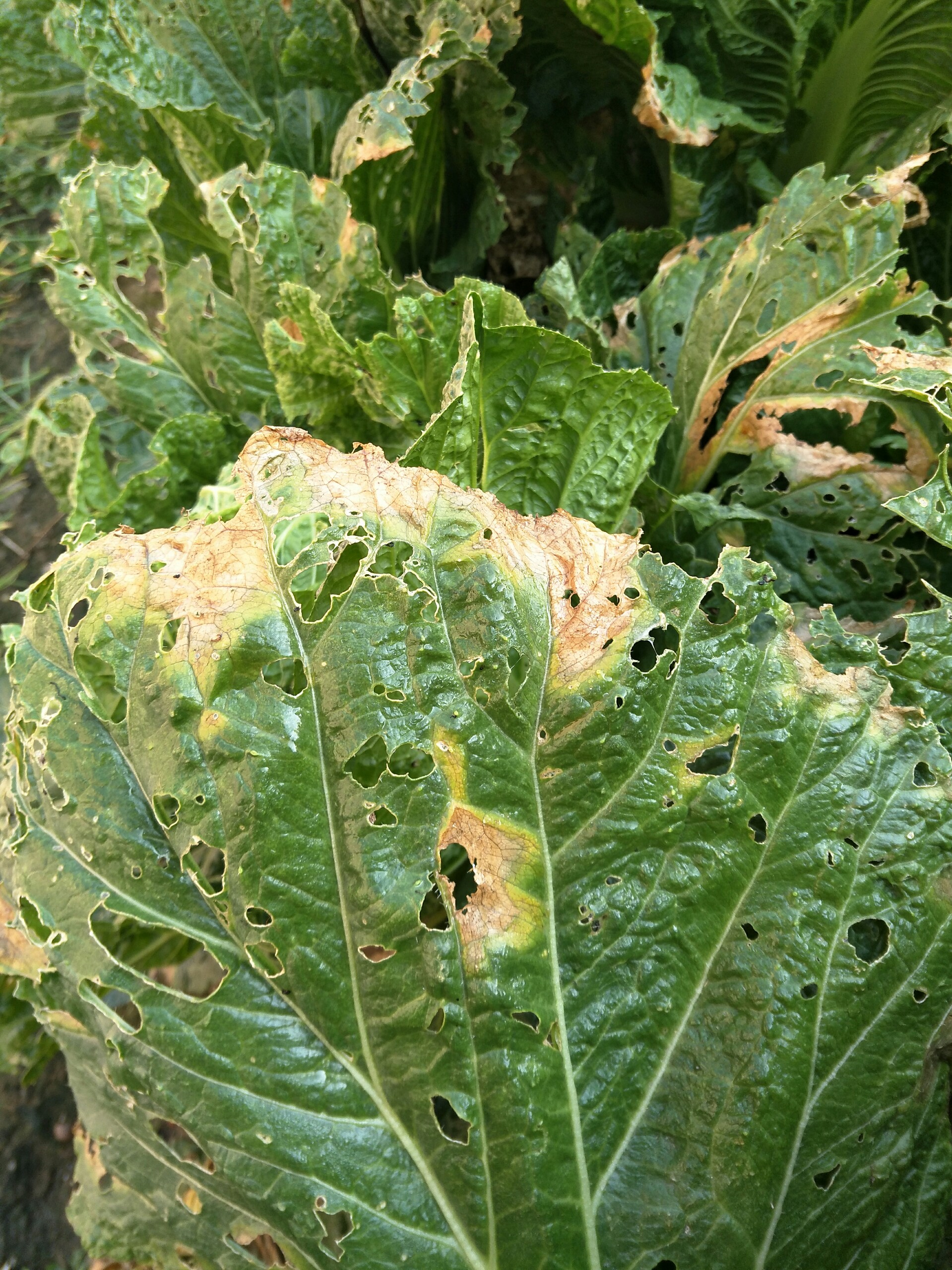 大白菜露地栽培背面无霜霉什么病