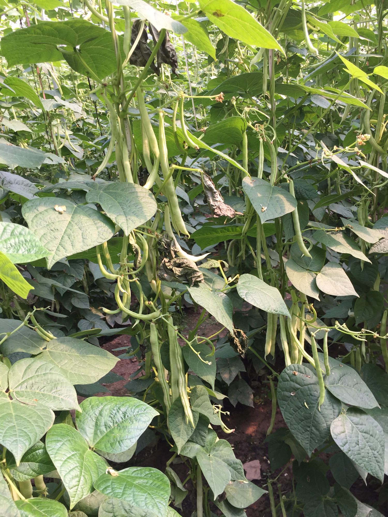 大棚专用架芸豆--丰冠一号!