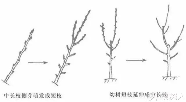 果树拉枝方法过程图片