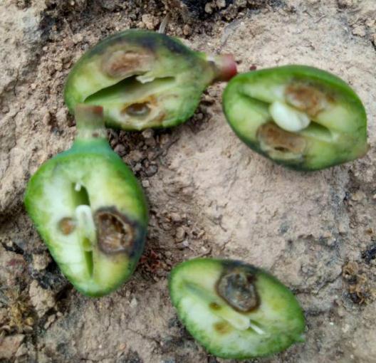 芒果黑心病,在花期,幼果期做好预防,降低发病率