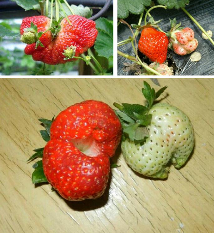 草莓畸形果提前预防降低损失
