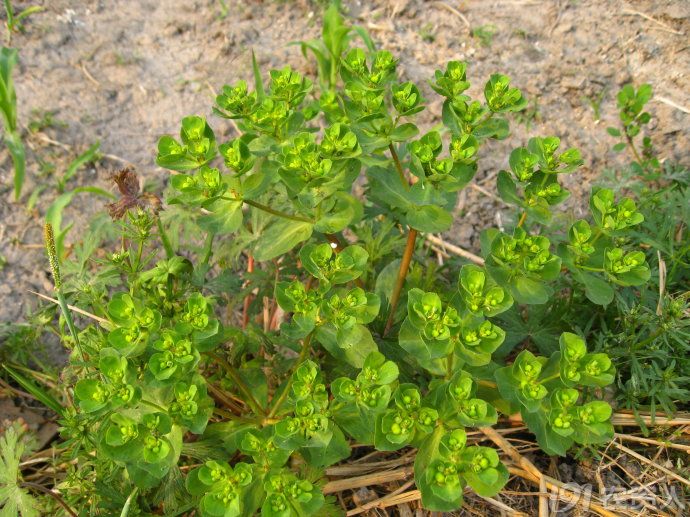 麦田杂草识别及化学除草指南