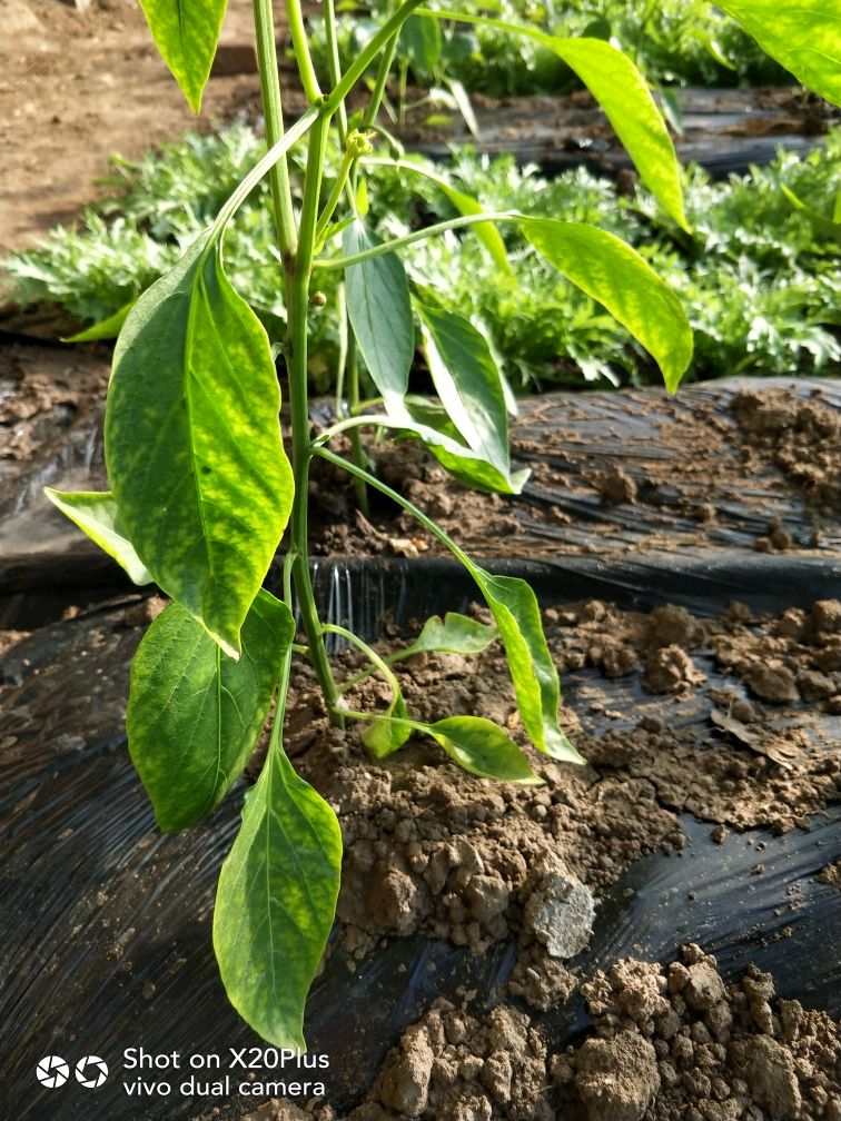 请教这是辣椒的缺素症状吗