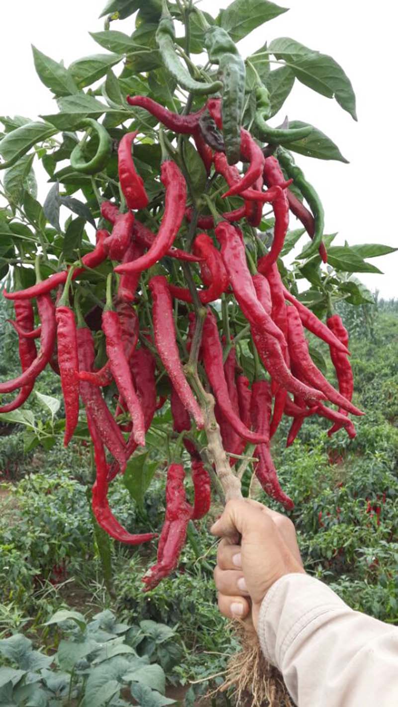 羊角红一号鸡泽羊角椒辣椒种子