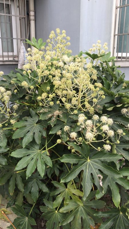 开花的八角金盘