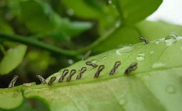 柑橘园里常有木虱发生,济南仕邦教您如何防治?