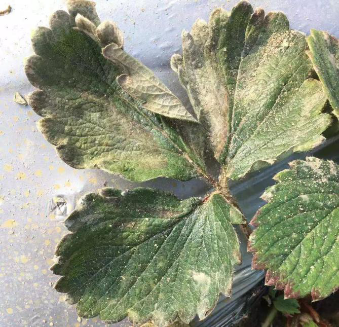 草莓叶子变脆,干枯,什么原因?如何防治?