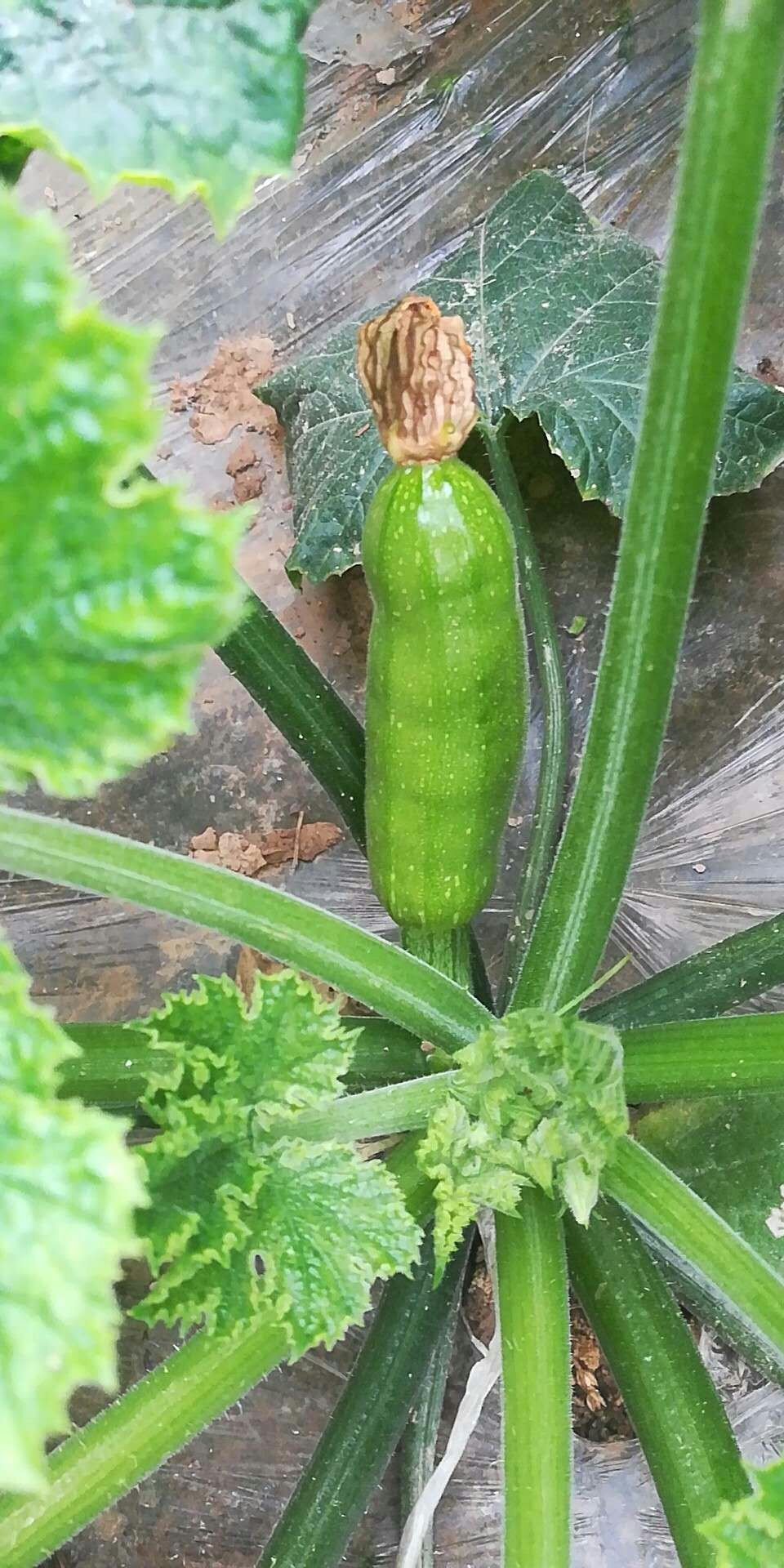 西葫芦病毒病病源及防控概述