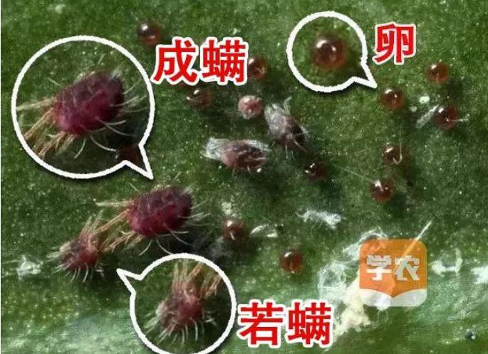 【技术干货】柑橘红蜘蛛的发生规律及绿色防治方案,持效期长达3个月之