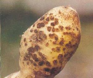 马铃薯粉痂病怎么预防
