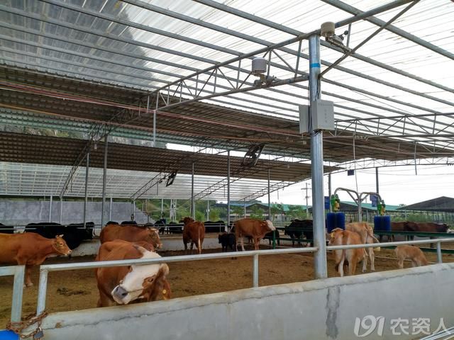 智能养殖革命已来,广西山水牛颠覆传统养殖模式