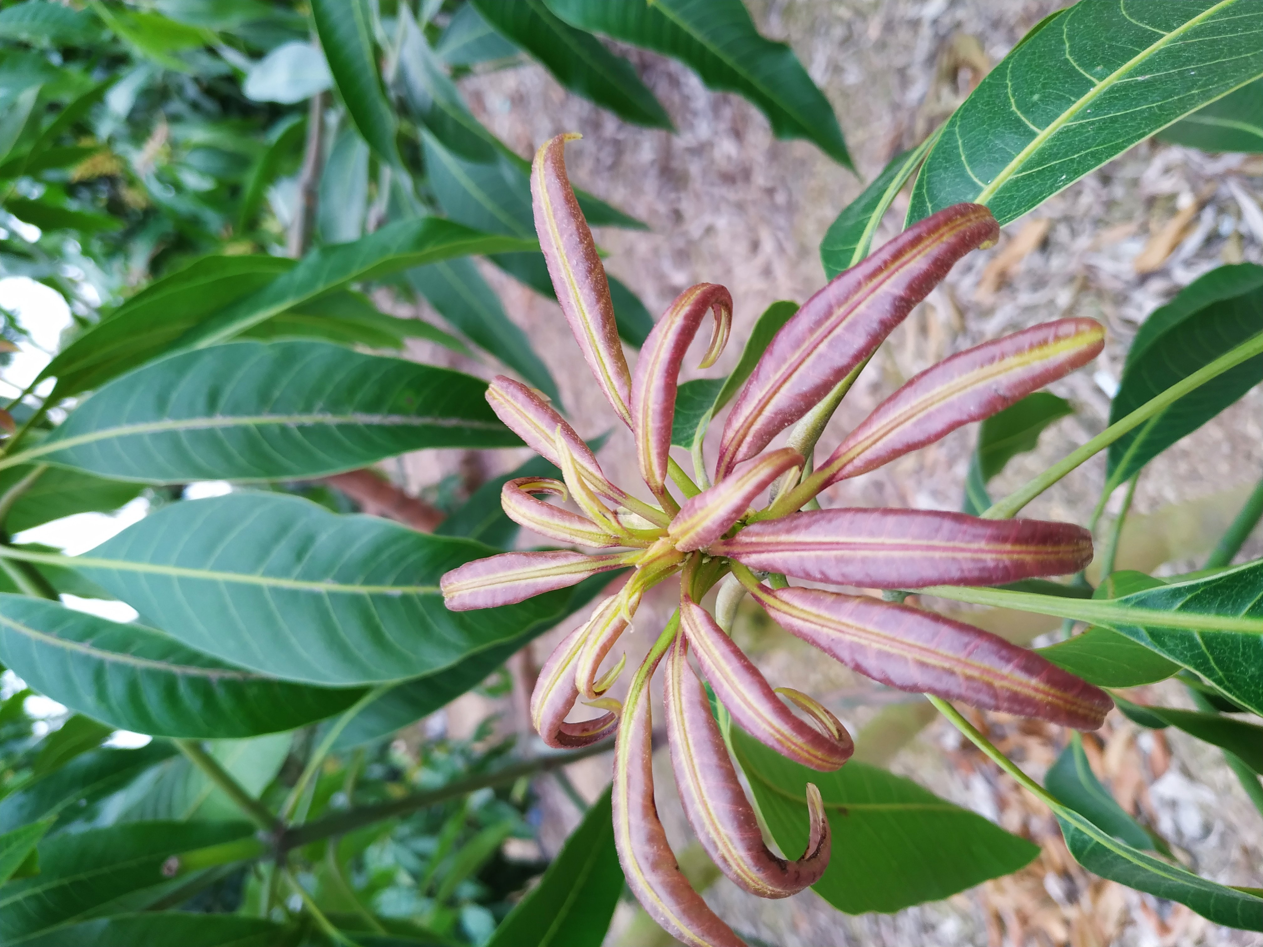 这芒果叶子是怎么了求老师们回答谢谢