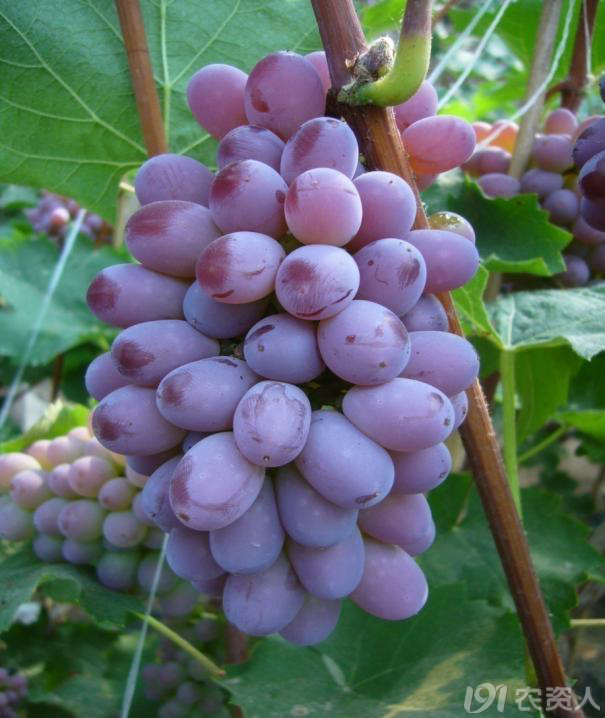 温室藤稔,着色香花果管理_植保技术_191农资人 - 农技社区服务平台