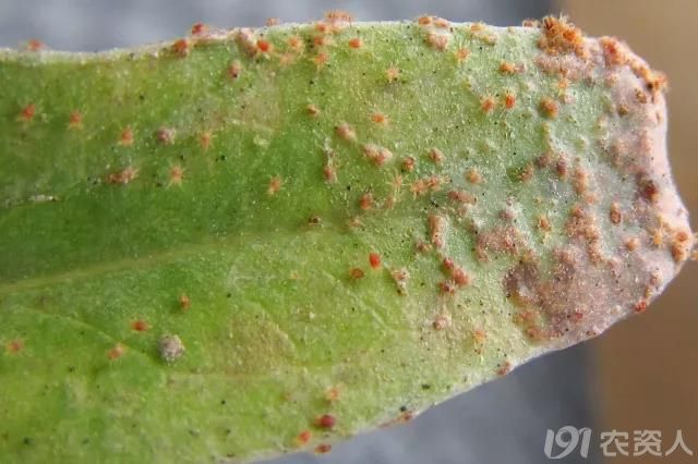 40种可怕的害螨附高清图