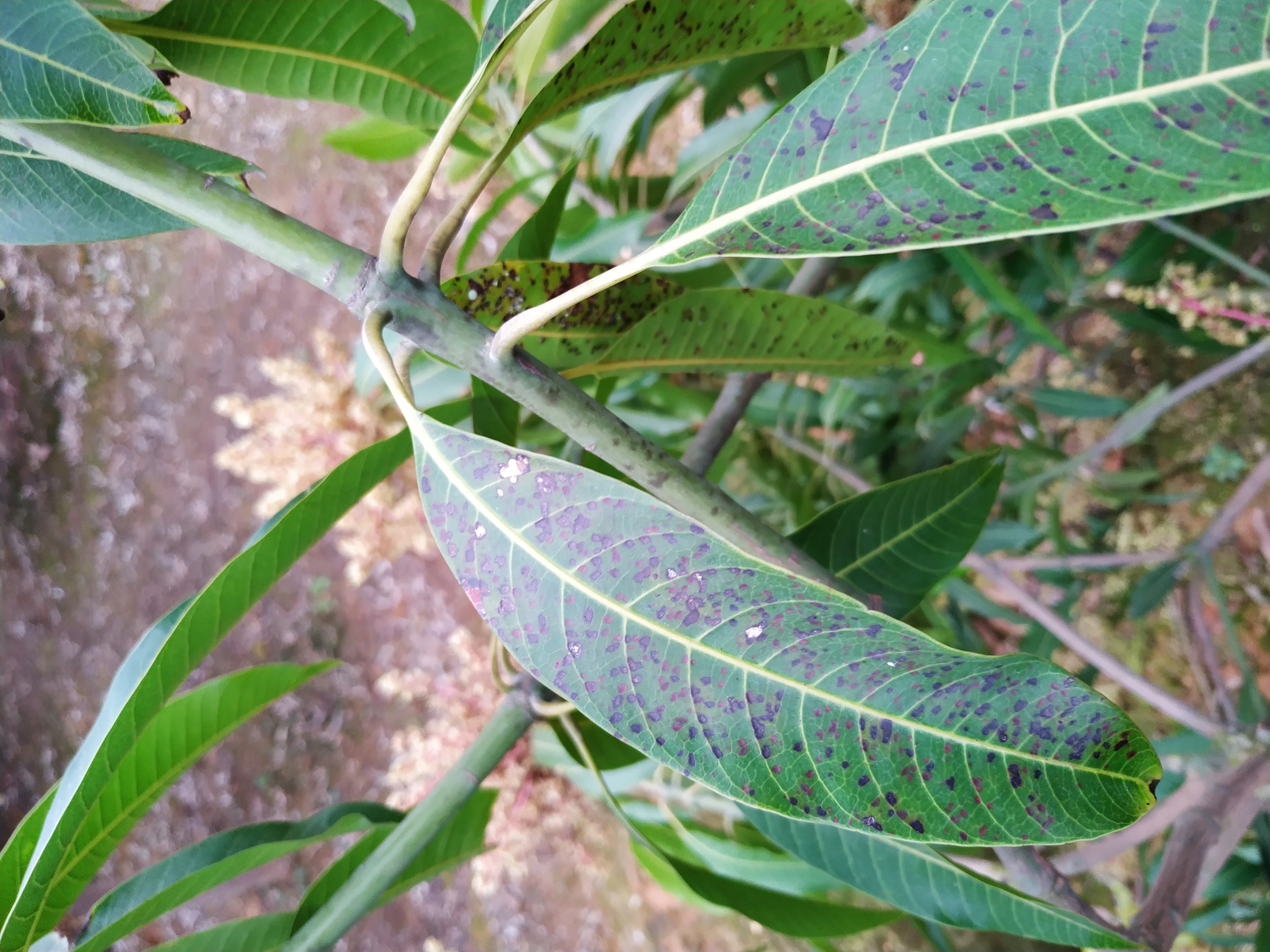 芒果叶子是病害还是药害