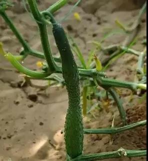黄瓜常见4种畸形瓜发生原因及预防