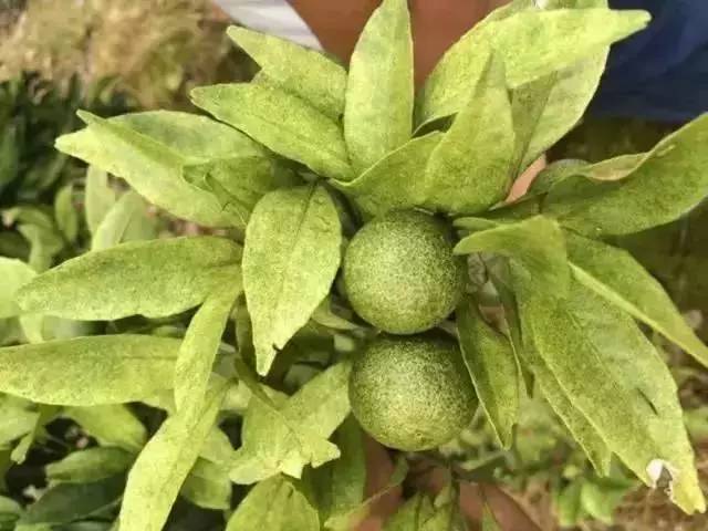 柑橘白粉病果实危害图片高清(柑橘白粉病发生规律)