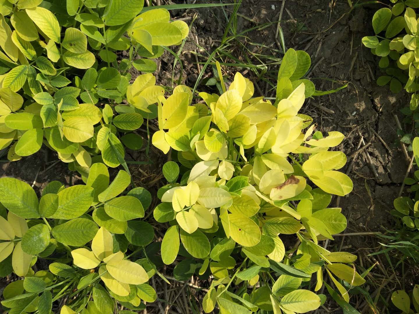 花生叶片发黄是怎么回事不是药害肥害
