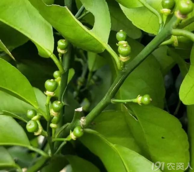 柑橘幼果不转绿,是管理不当还是天气原因呢?