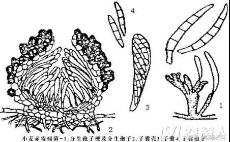 这是手绘的赤霉病病原菌形态