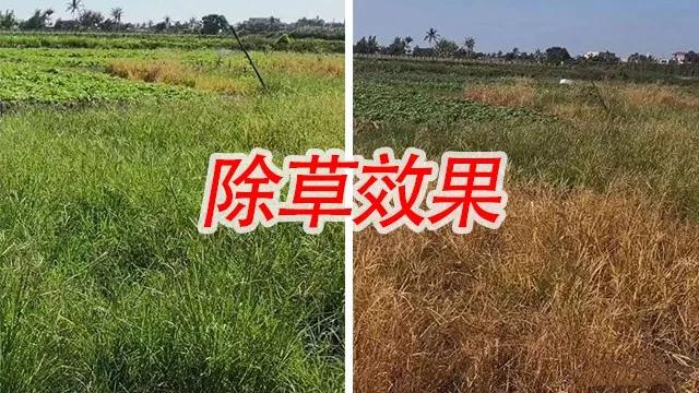 十五年除草剂品牌!花更少的钱,除草效果更好!2019除草不用愁了!
