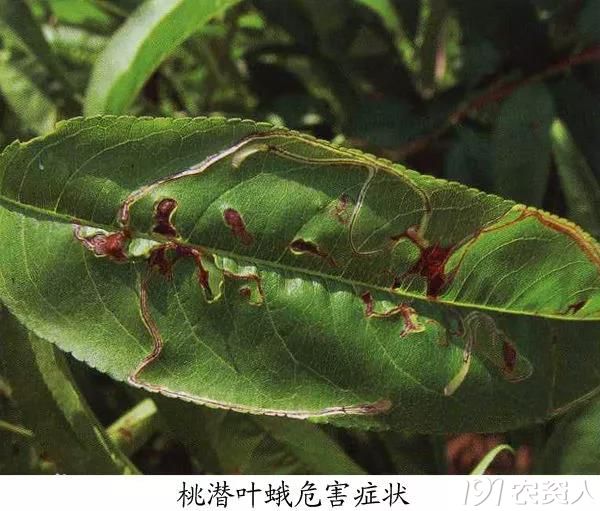 桃树病虫害防治全年用药推荐