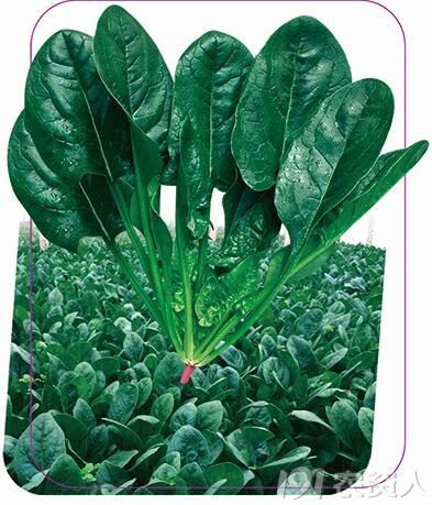 丹麦引进抗病强,黑厚圆叶,大叶实杆秋冬菠菜品种.
