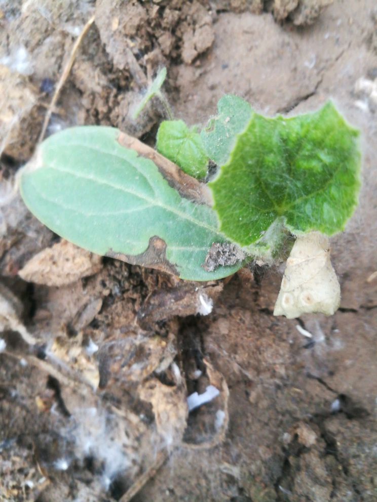 葫芦苗什么病害