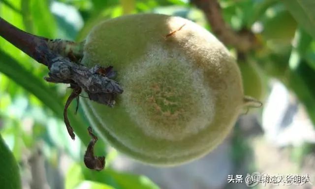 果子裂果怎么办?今年还没开始,正是提前预防好时候!