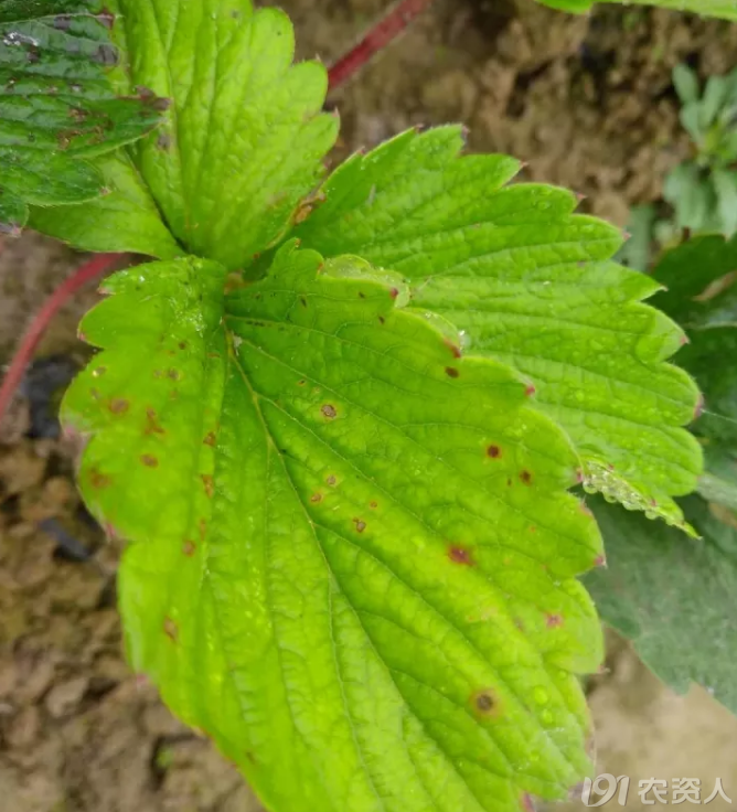 草莓植保