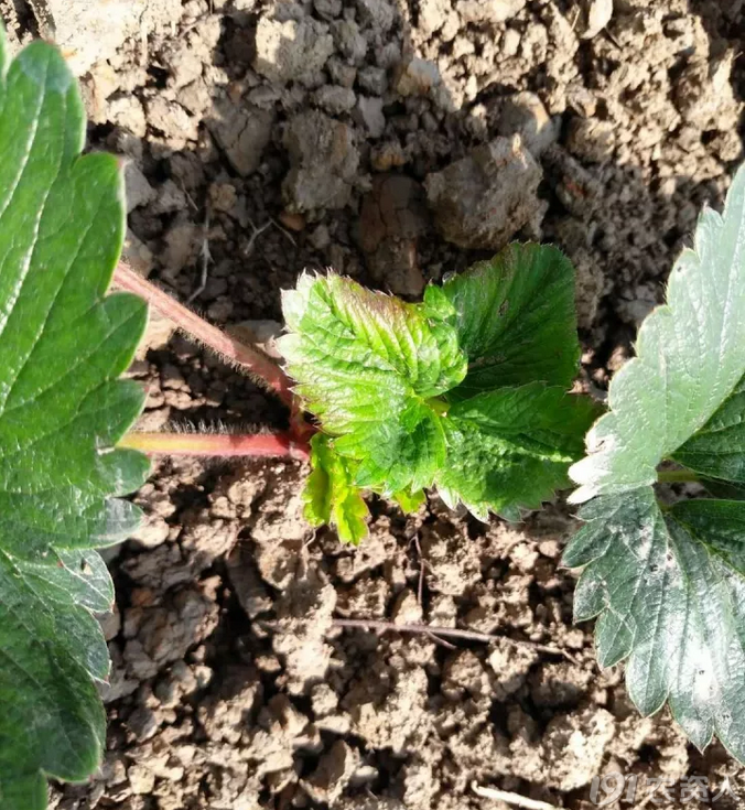 草莓植保|草莓叶片不正常,就一定是病吗?
