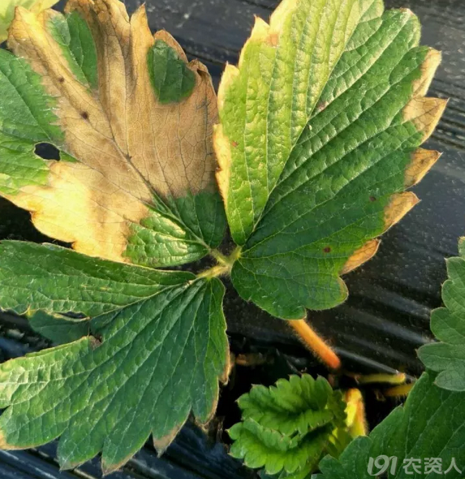 草莓植保|草莓叶片不正常,就一定是病吗?