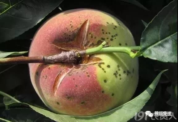 桃疮痂病防治技术