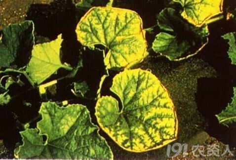 磷肥过量植物的表现图图片