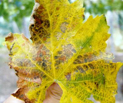 为什么你种植的葡萄没有别人的甜?