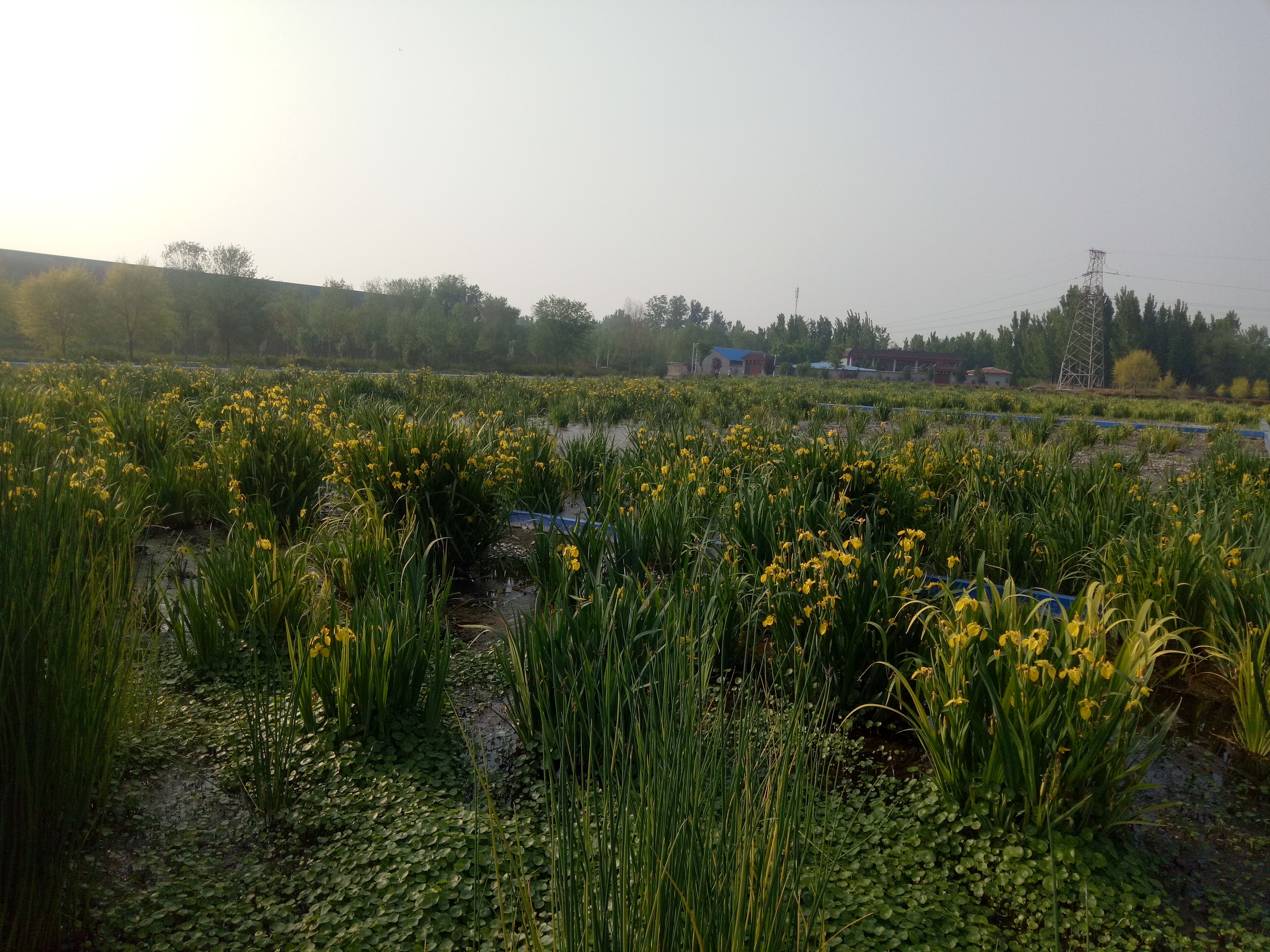 冠县湿地公园掠影