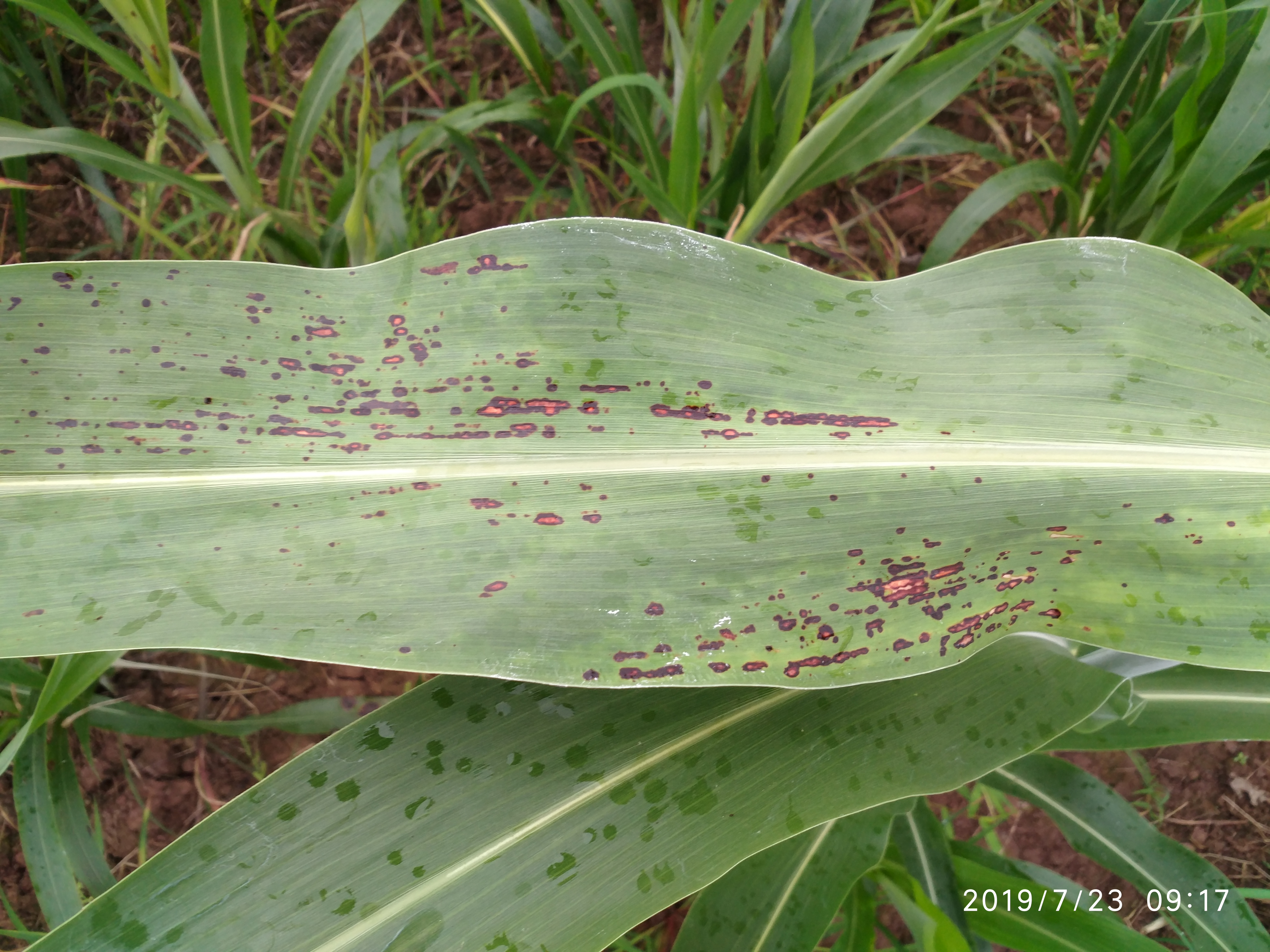 请问各位大咖此高粱得了什么病怎么防治