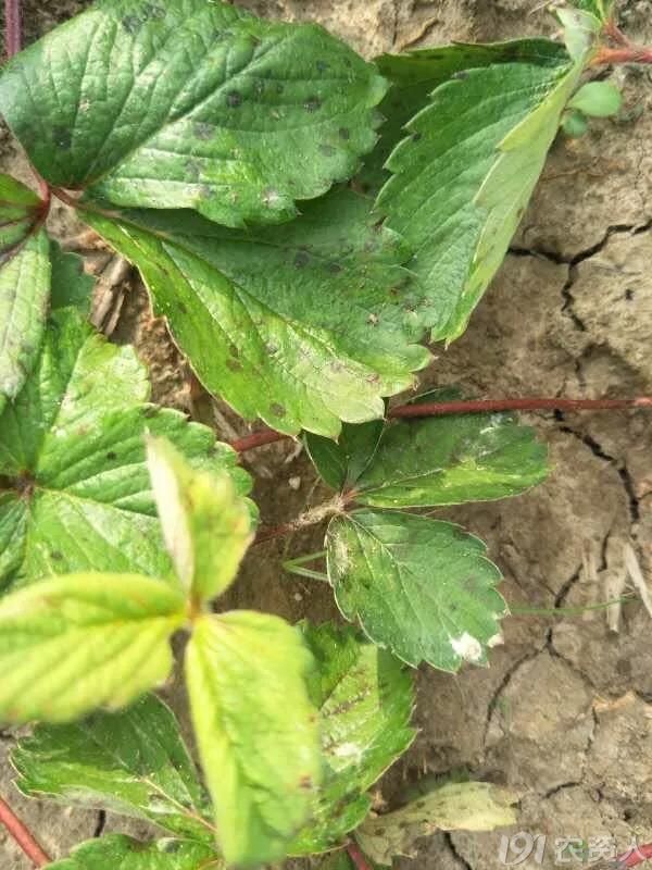 是草莓疫病还是炭疽病这两个病害怎么区分