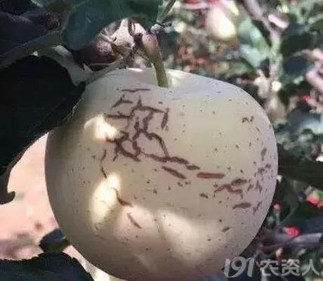 苹果水裂纹严重,你知道怎么回事吗?