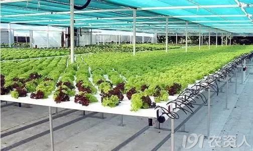 无土栽培技术的发展趋势 制约无土栽培盈利的原因